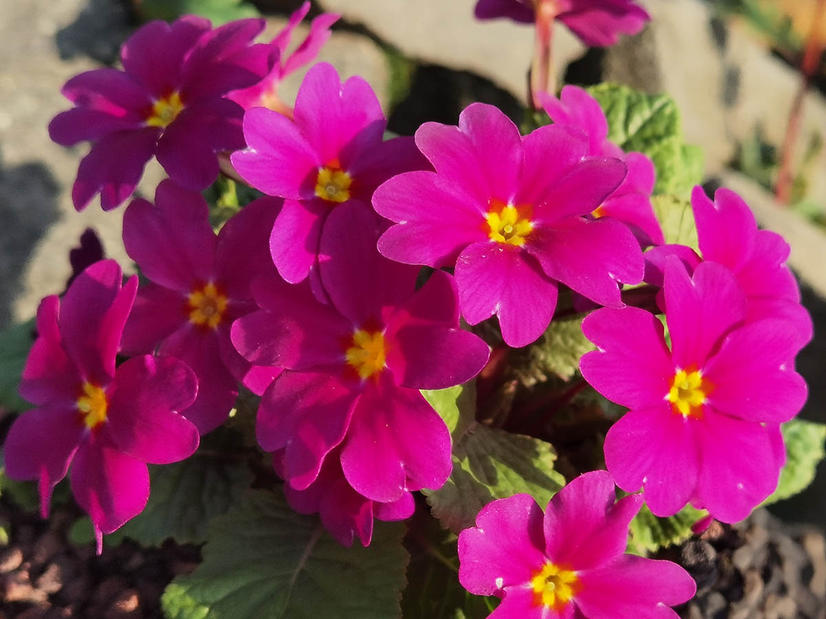Primula Wanda x Magenta en fleurs dans une prairie alpine